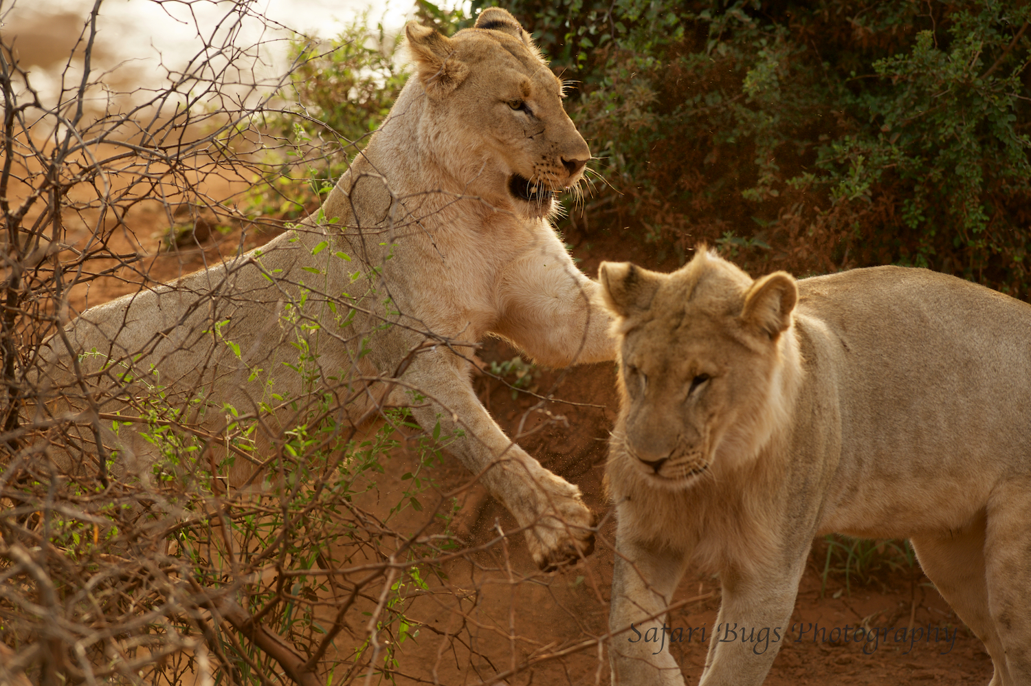 Subadult Lions