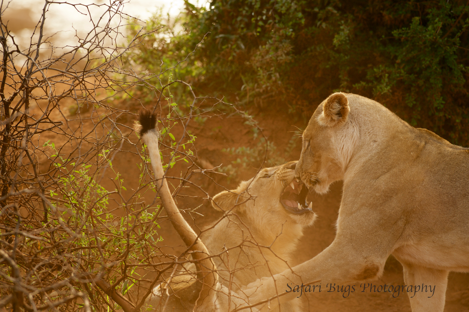 Subadult Lions
