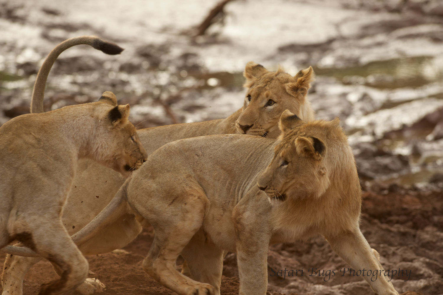 Subadult Lions