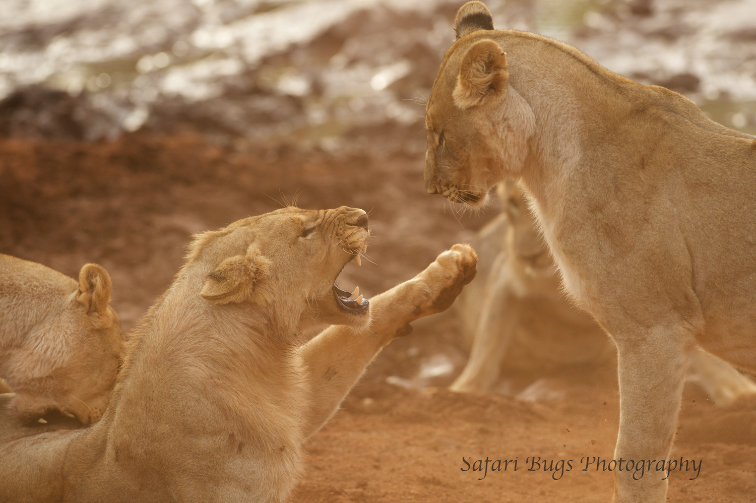 Subadult Lions