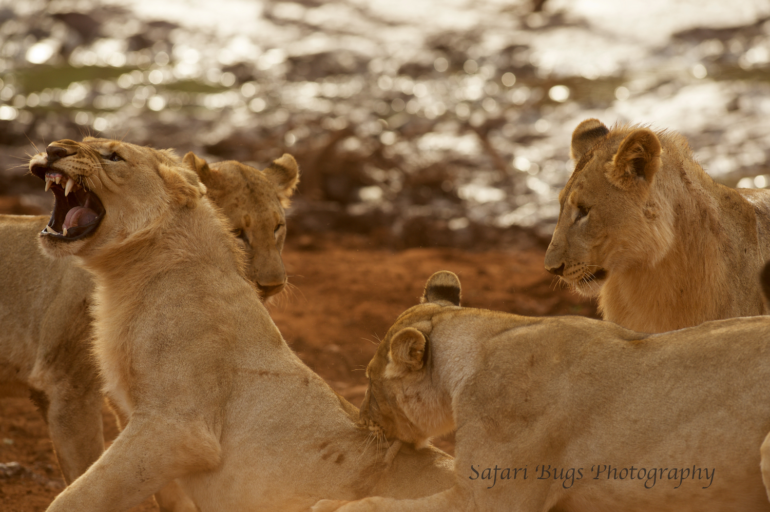 Subadult Lions