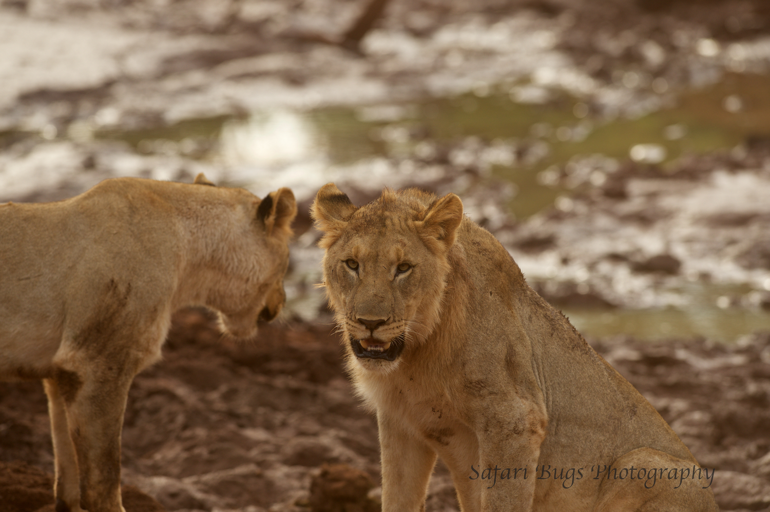 Subadult Male Lions