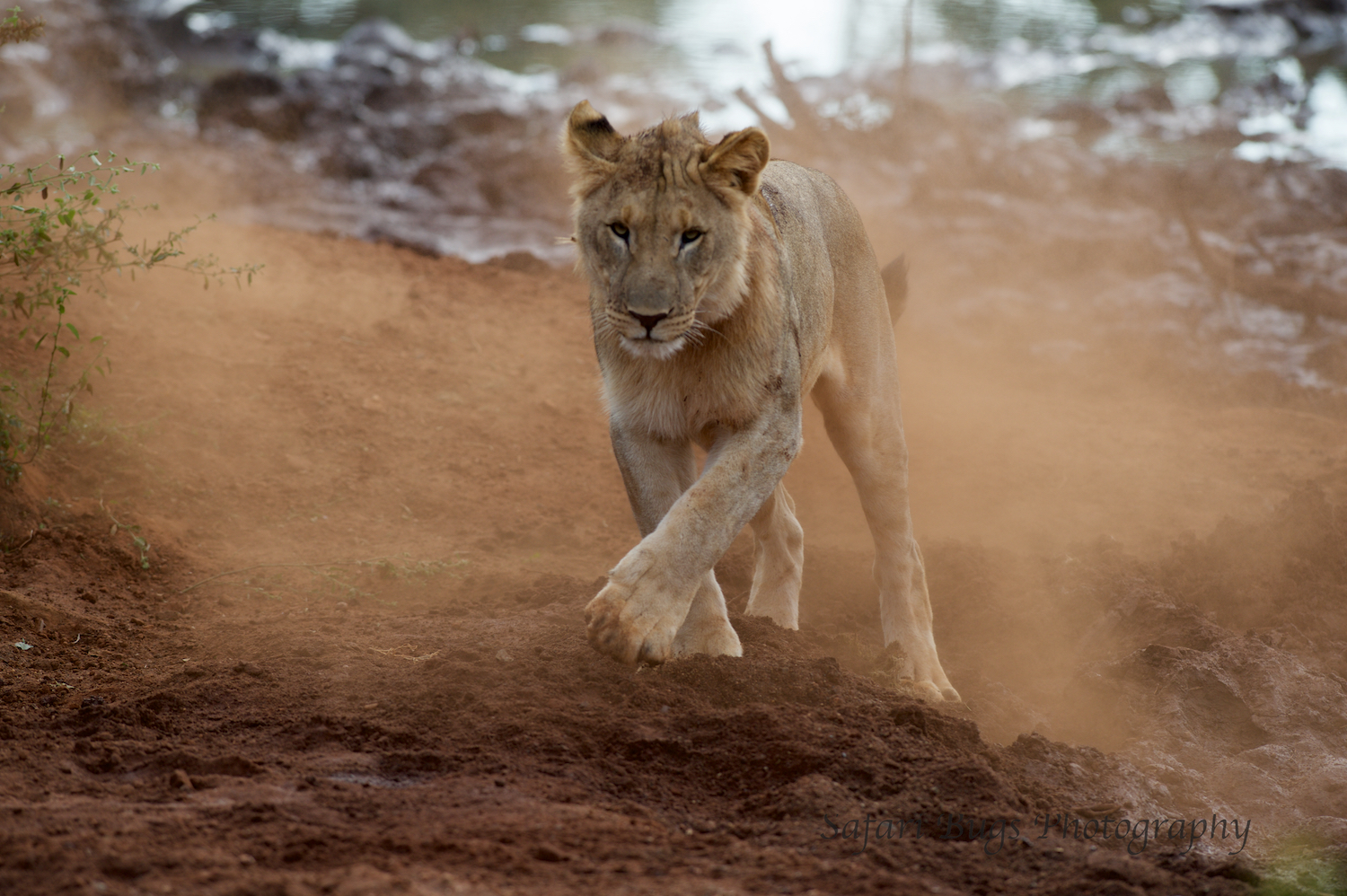 Subadult Male Lion