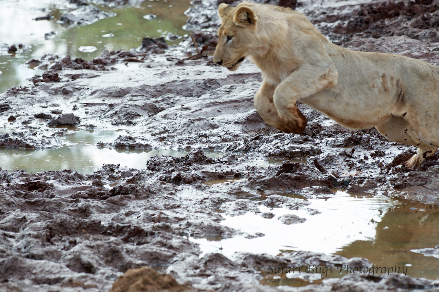 focus points are in the foreground
