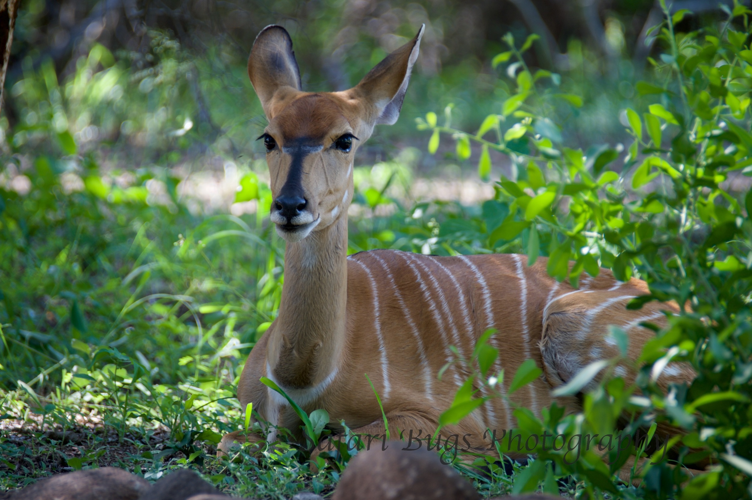 Up Close with a Nyala