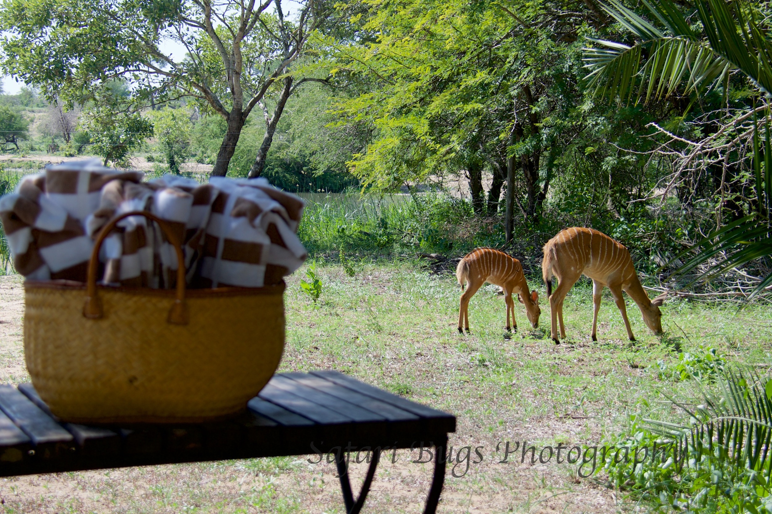 Nyalas by the Pool