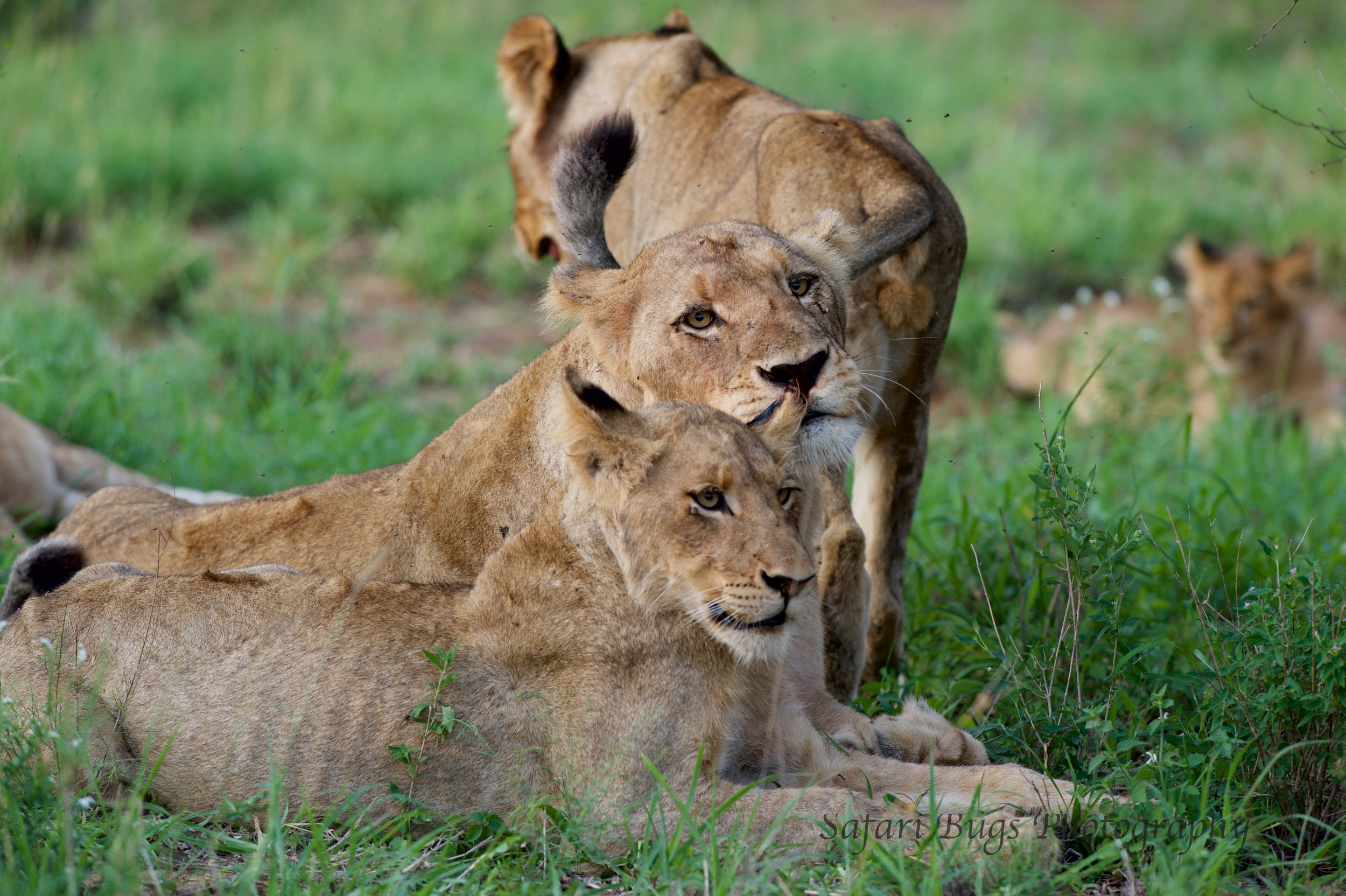 Lion Cub with Mom