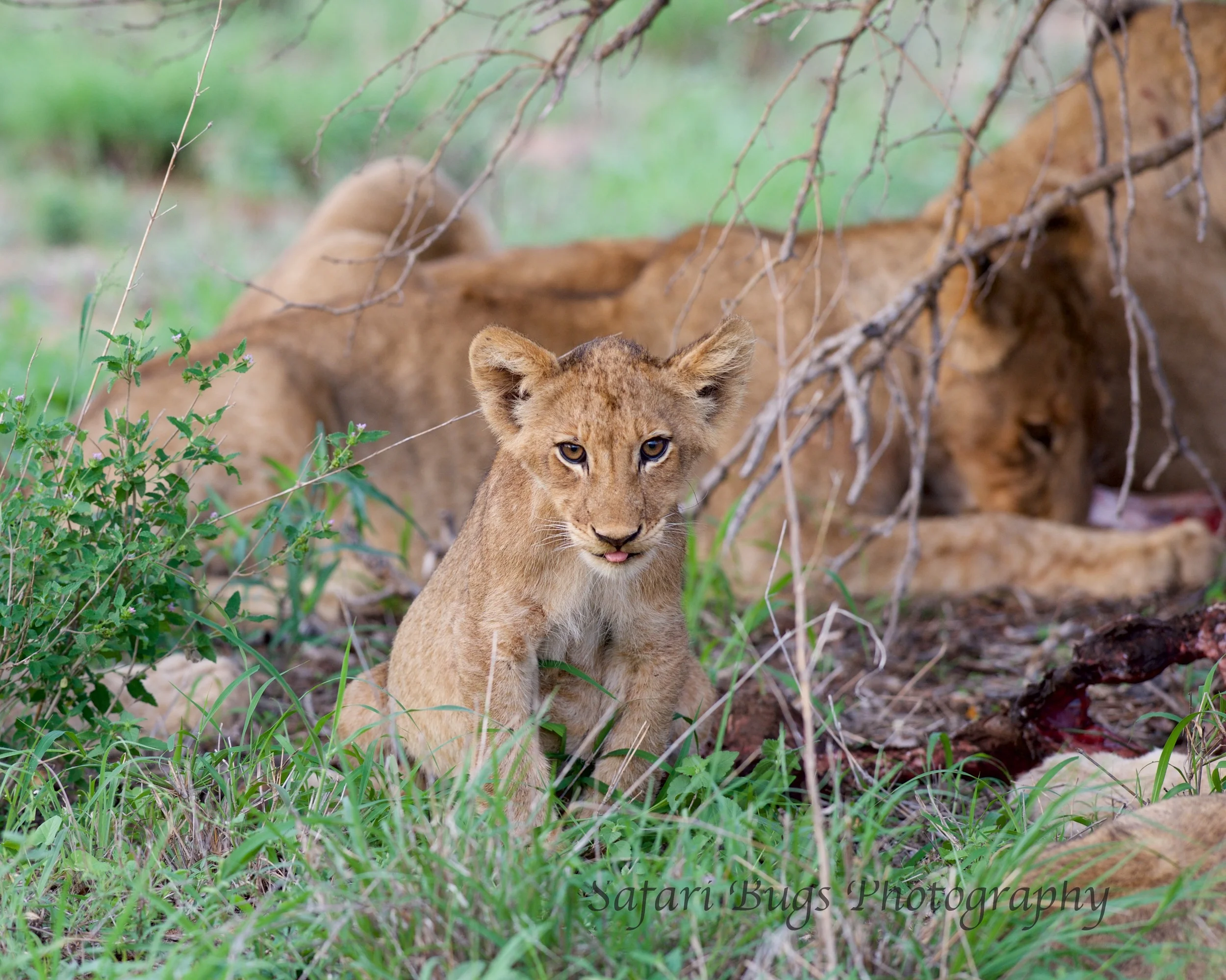 Lion Cub