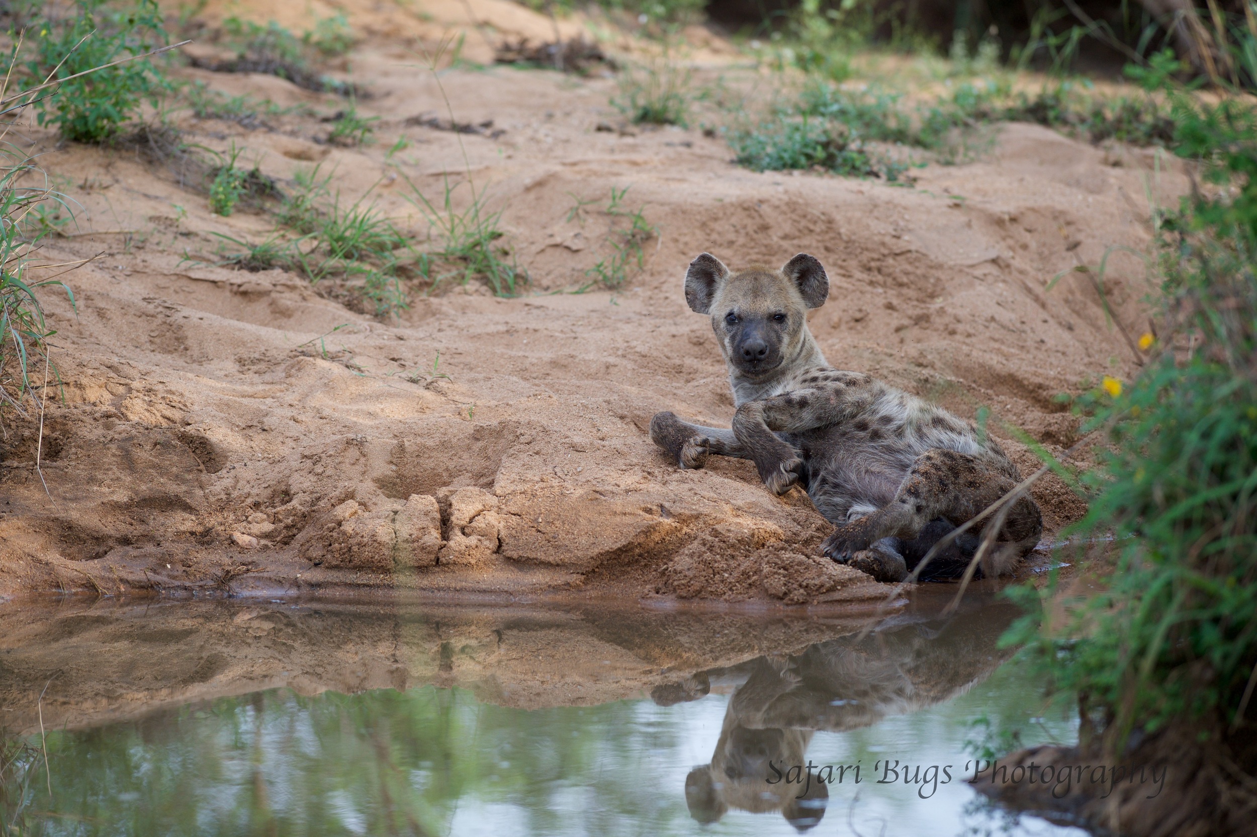 Hyena