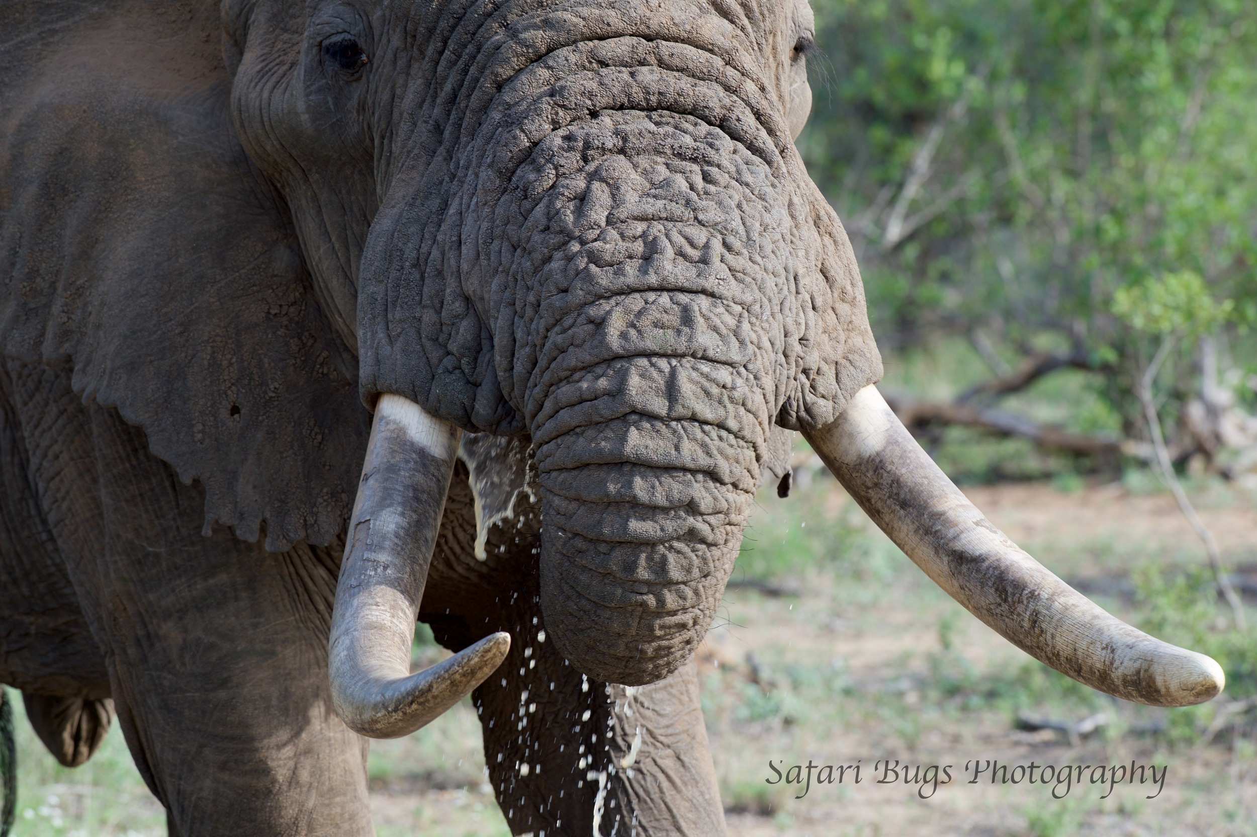 Elephant Tusks