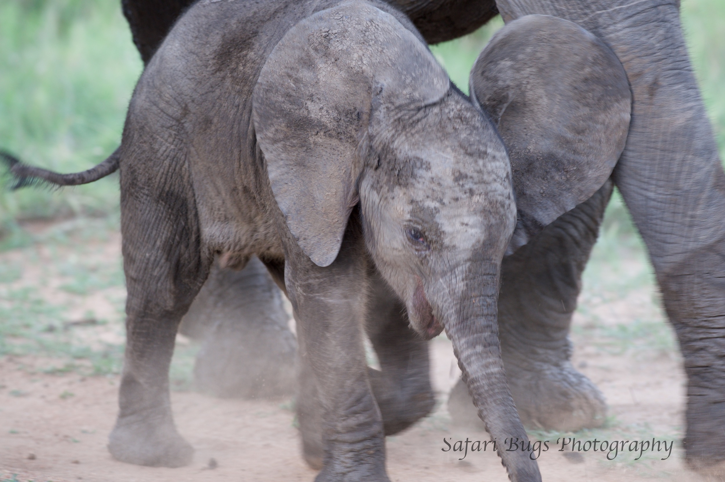 Baby Elephant