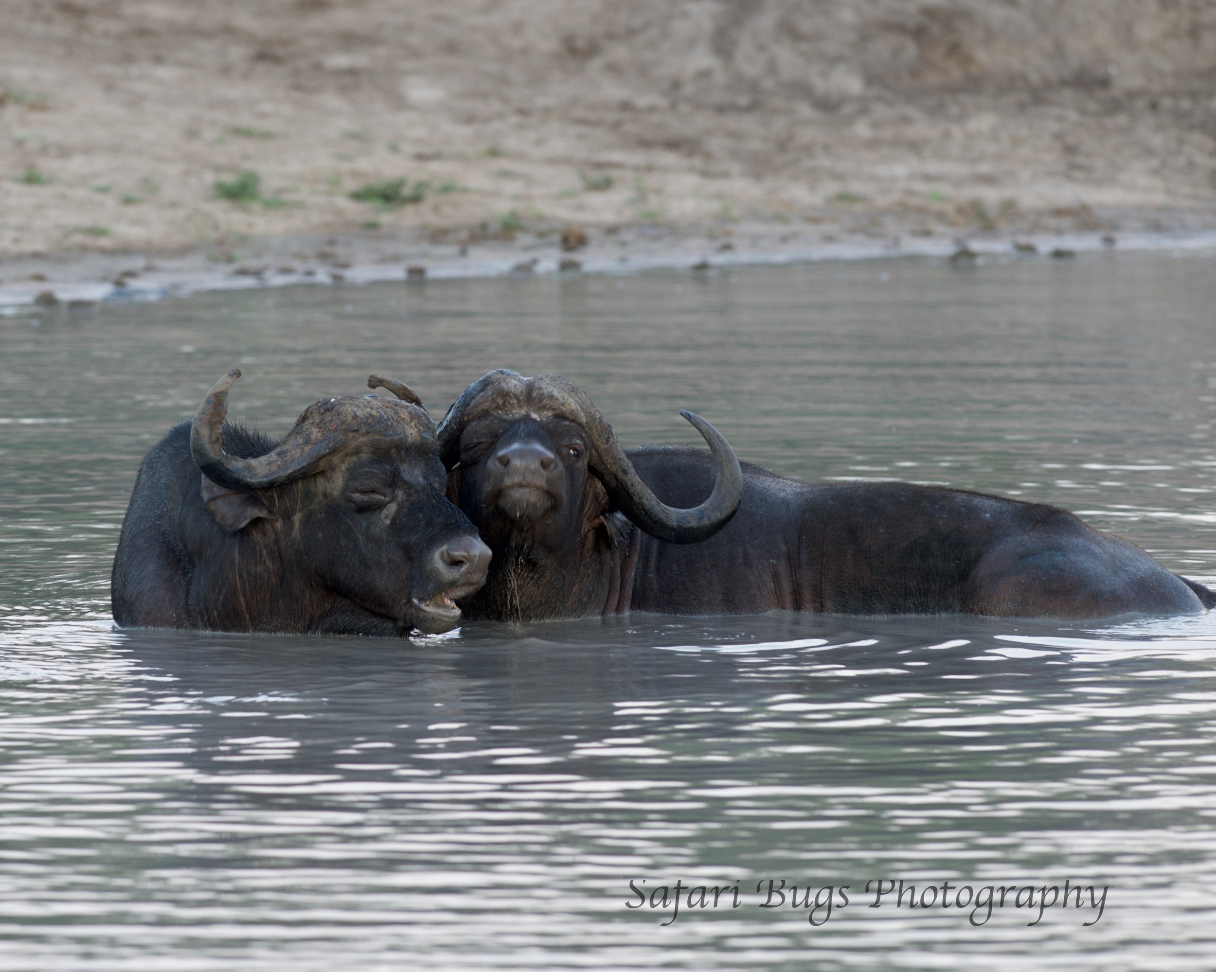 Swimming Buffalo