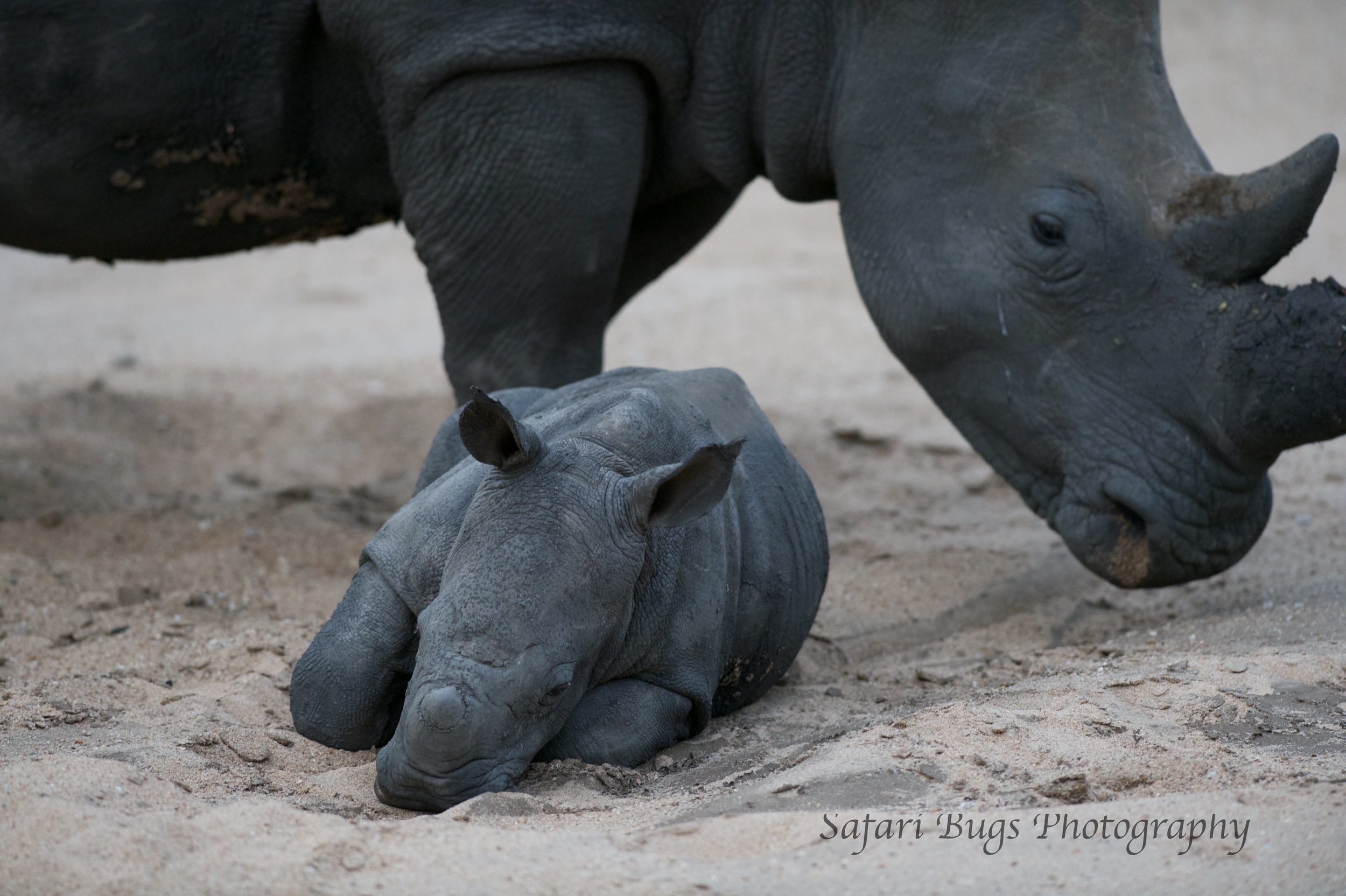Baby Rhino and Mom