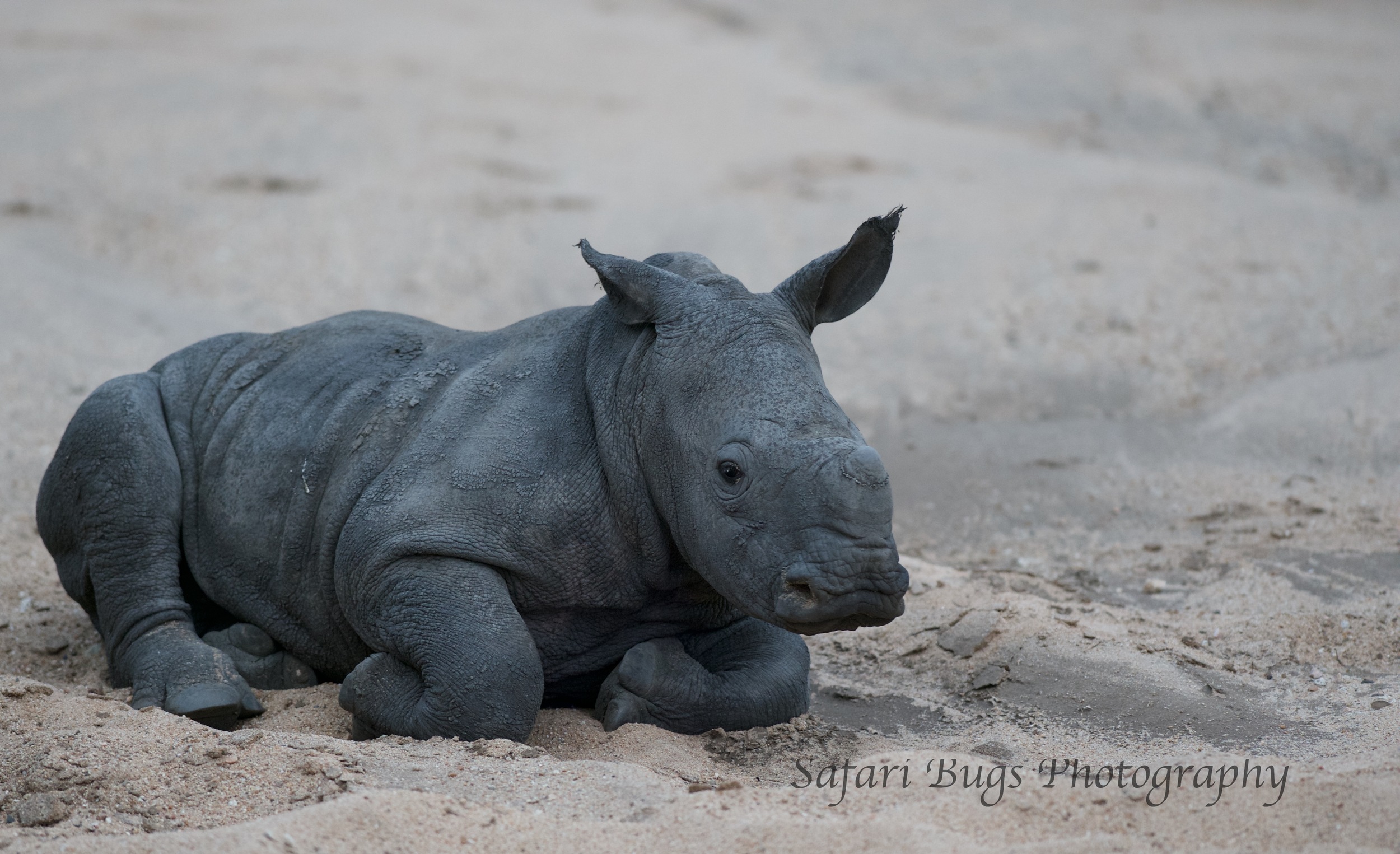 Baby Rhino