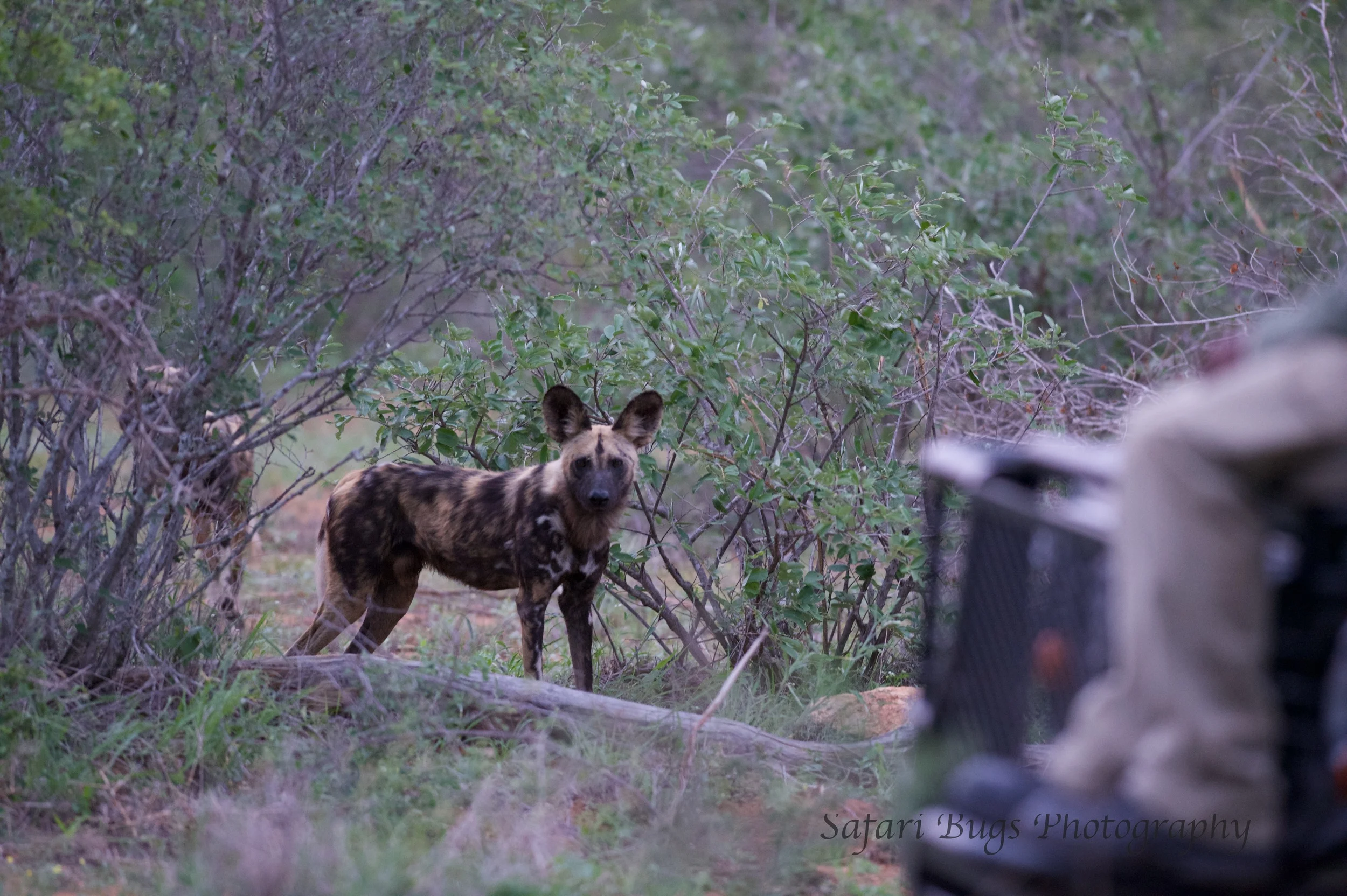Wild Dog