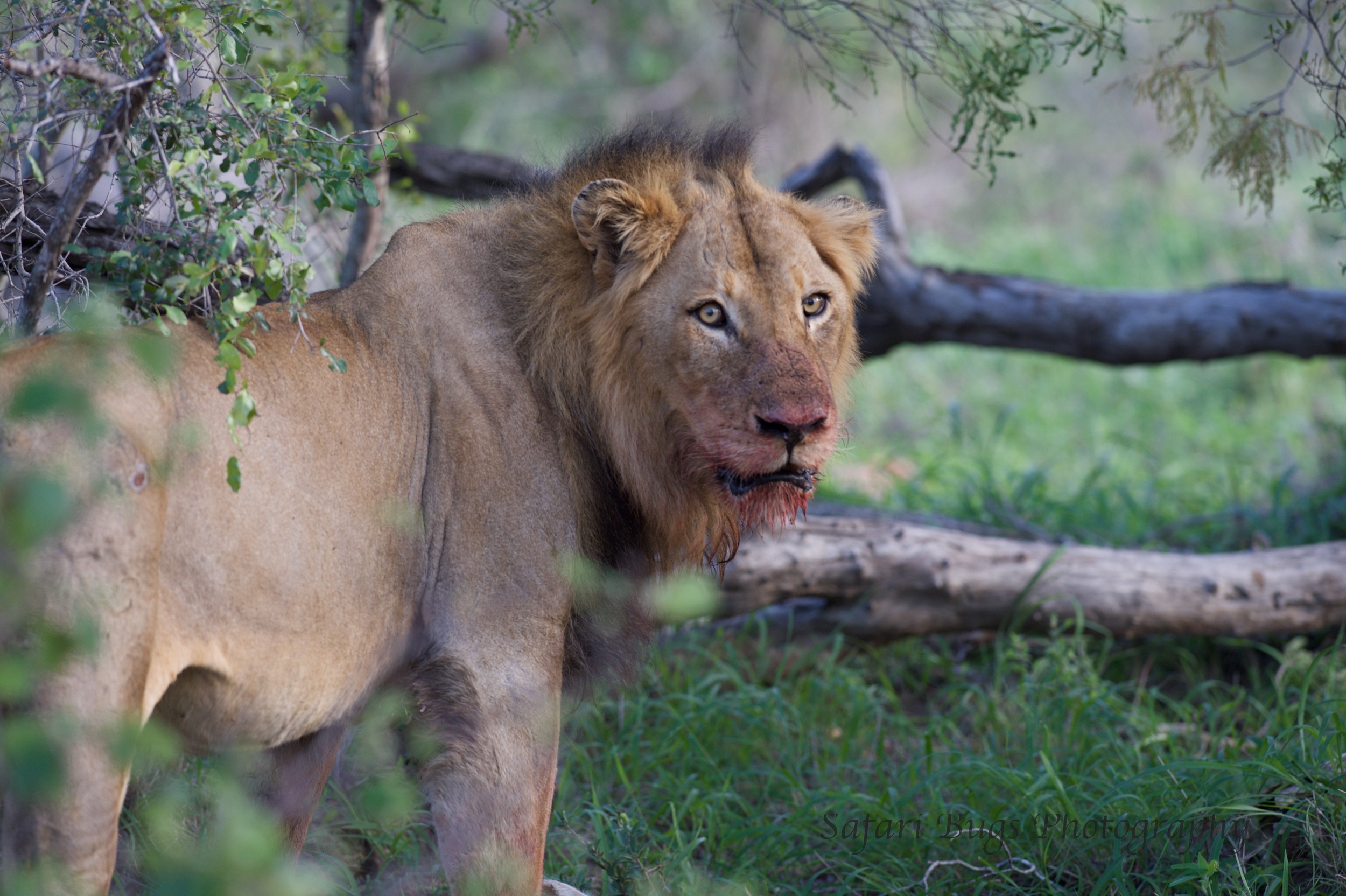 Male Lion Over Kill