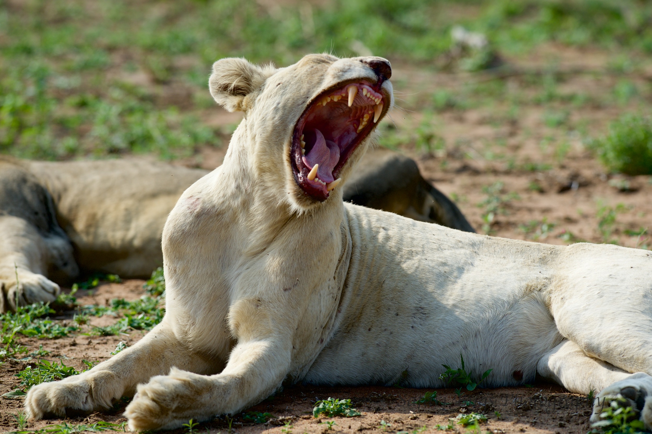 White Lioness Yawning