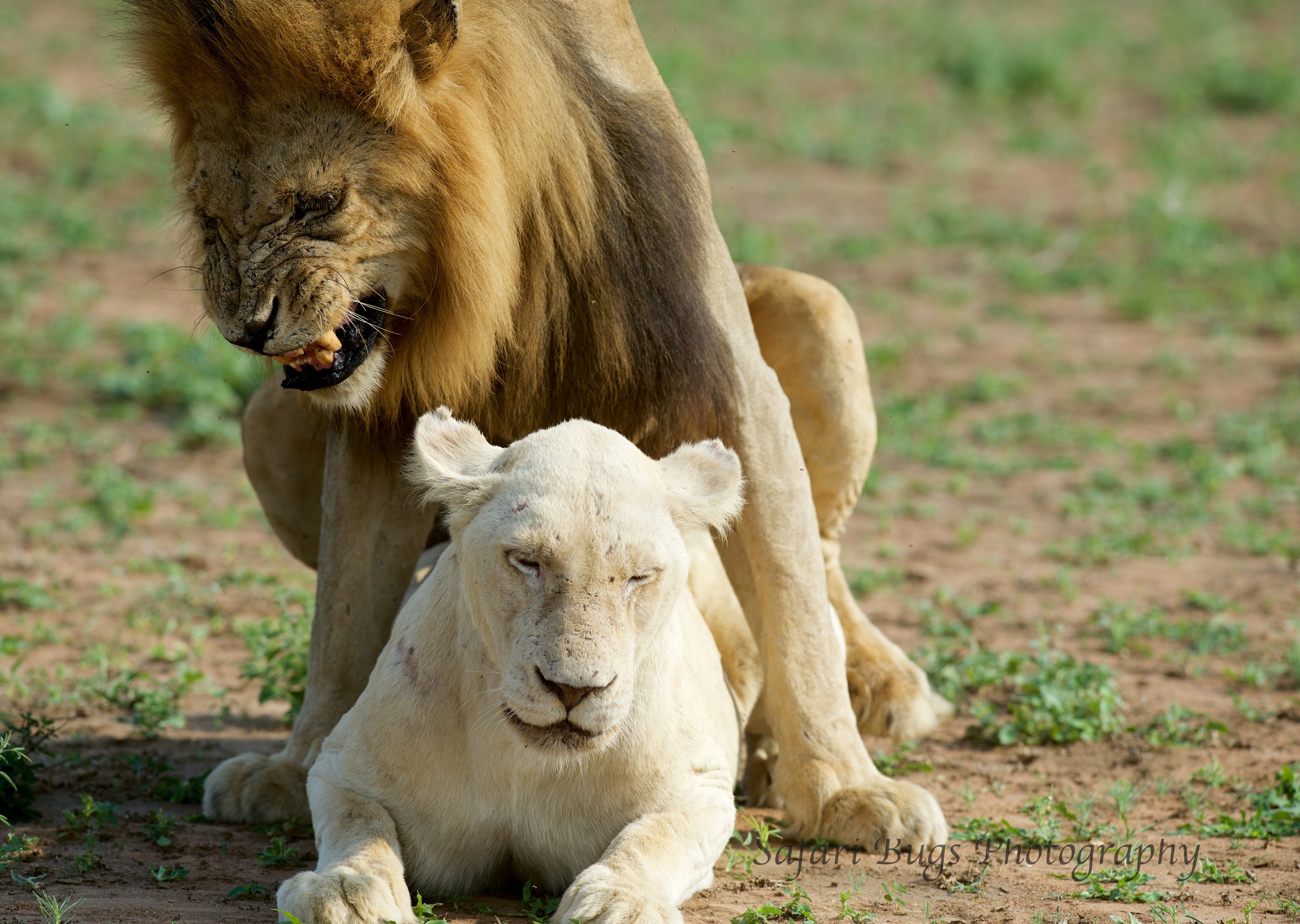 Lion Mating