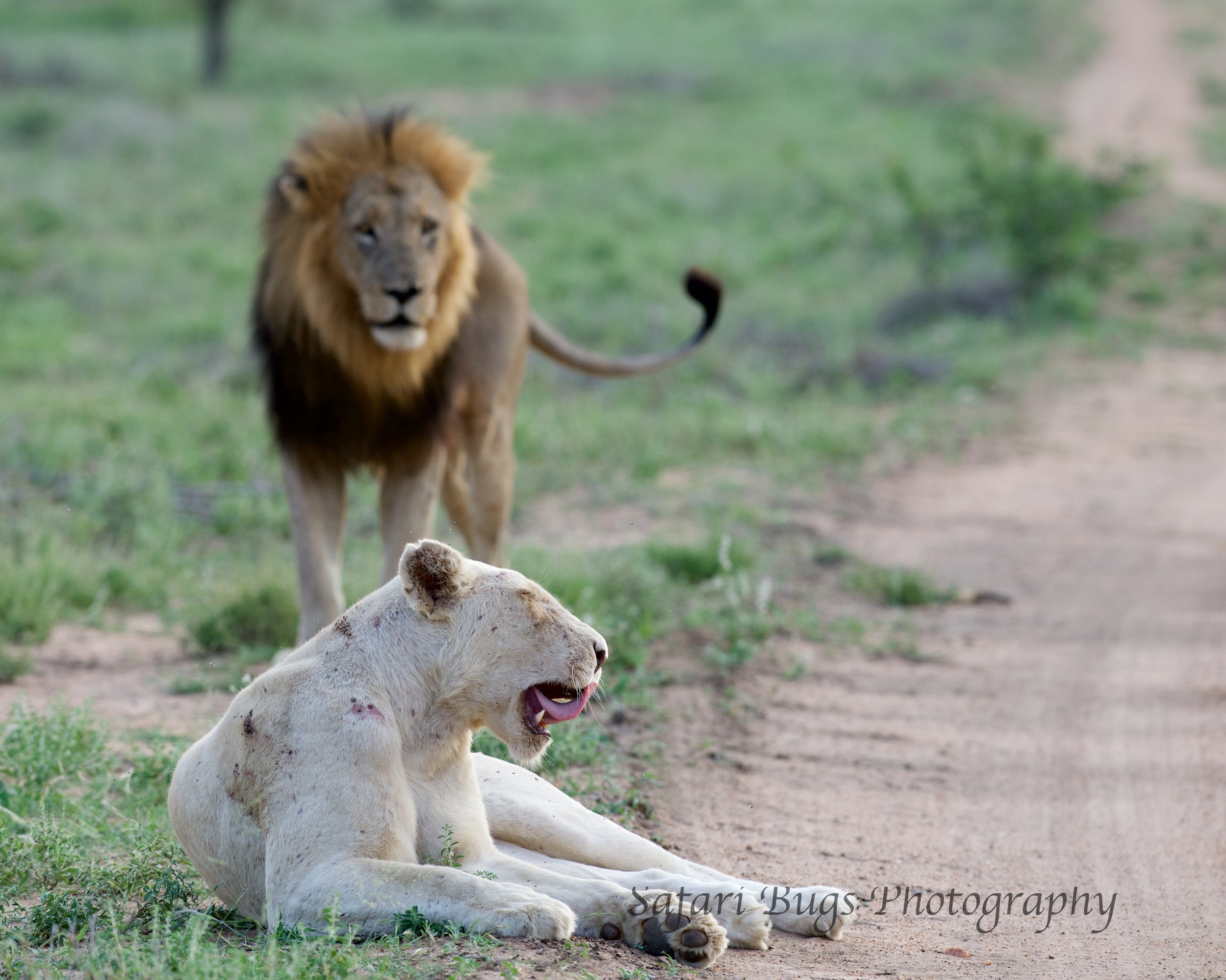 White Lioness Profile