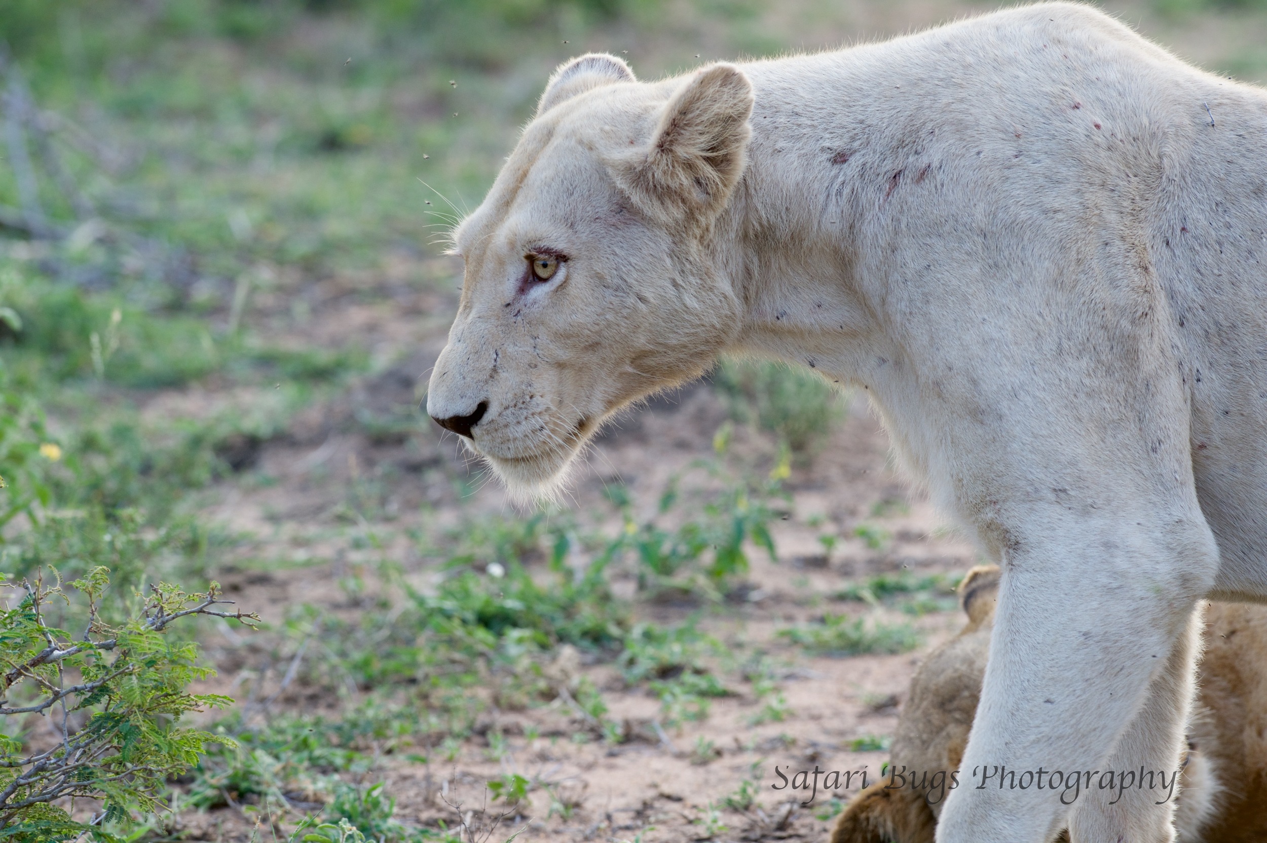 White Lioness Profile