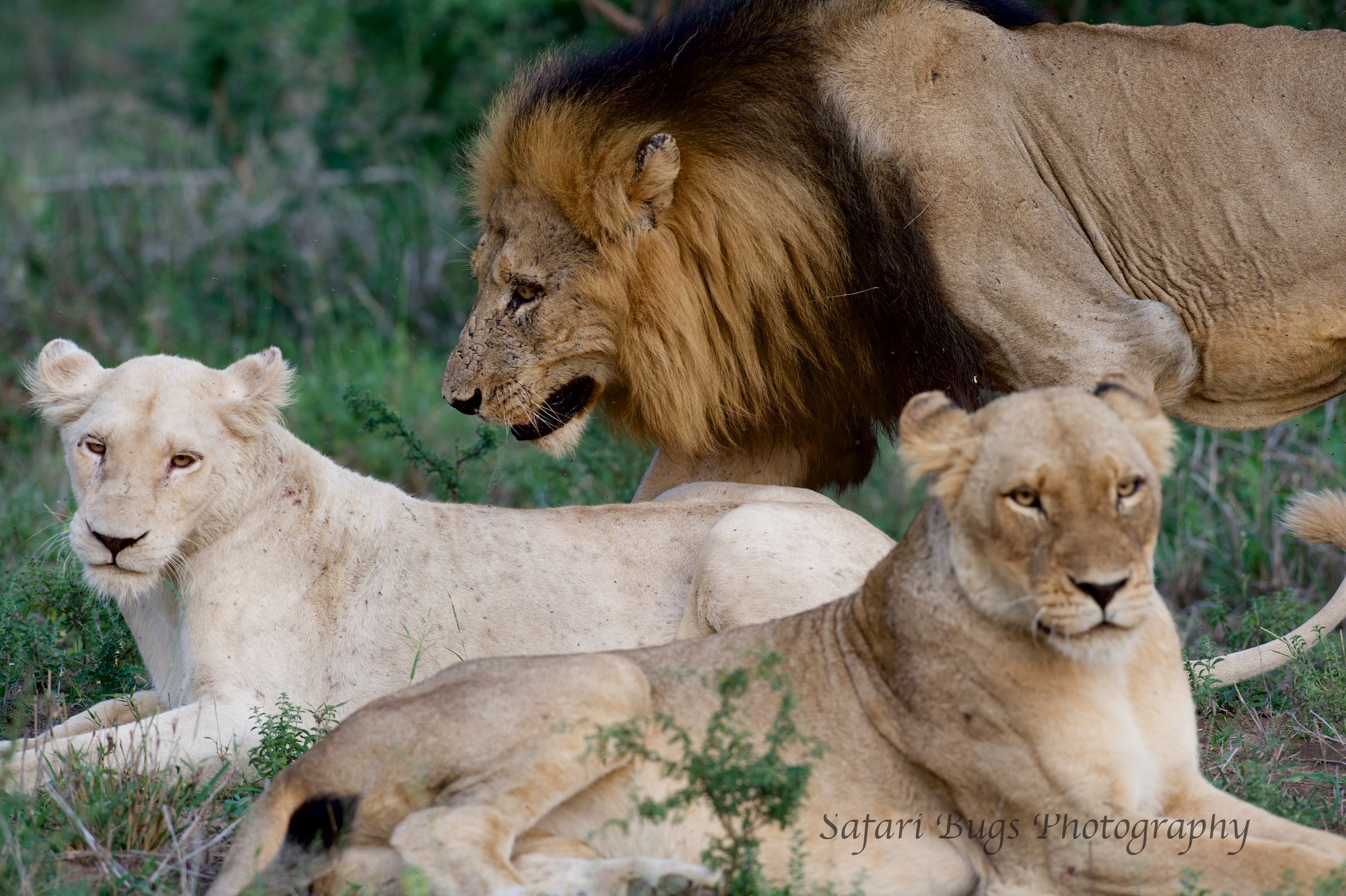 Adult Lions