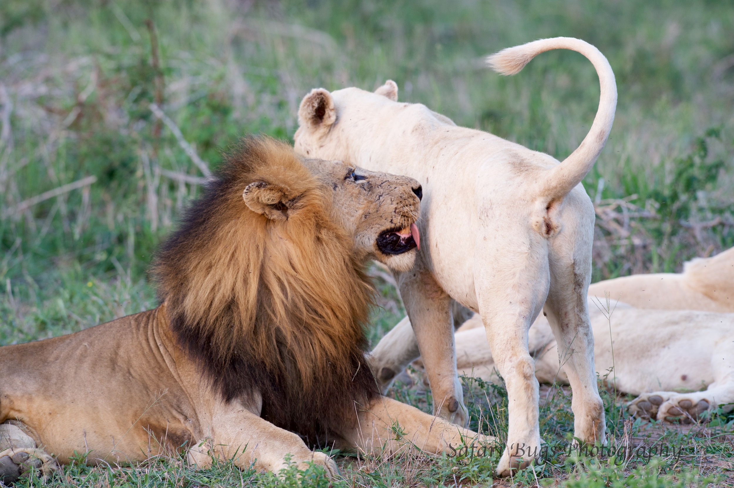 Flirting Lions