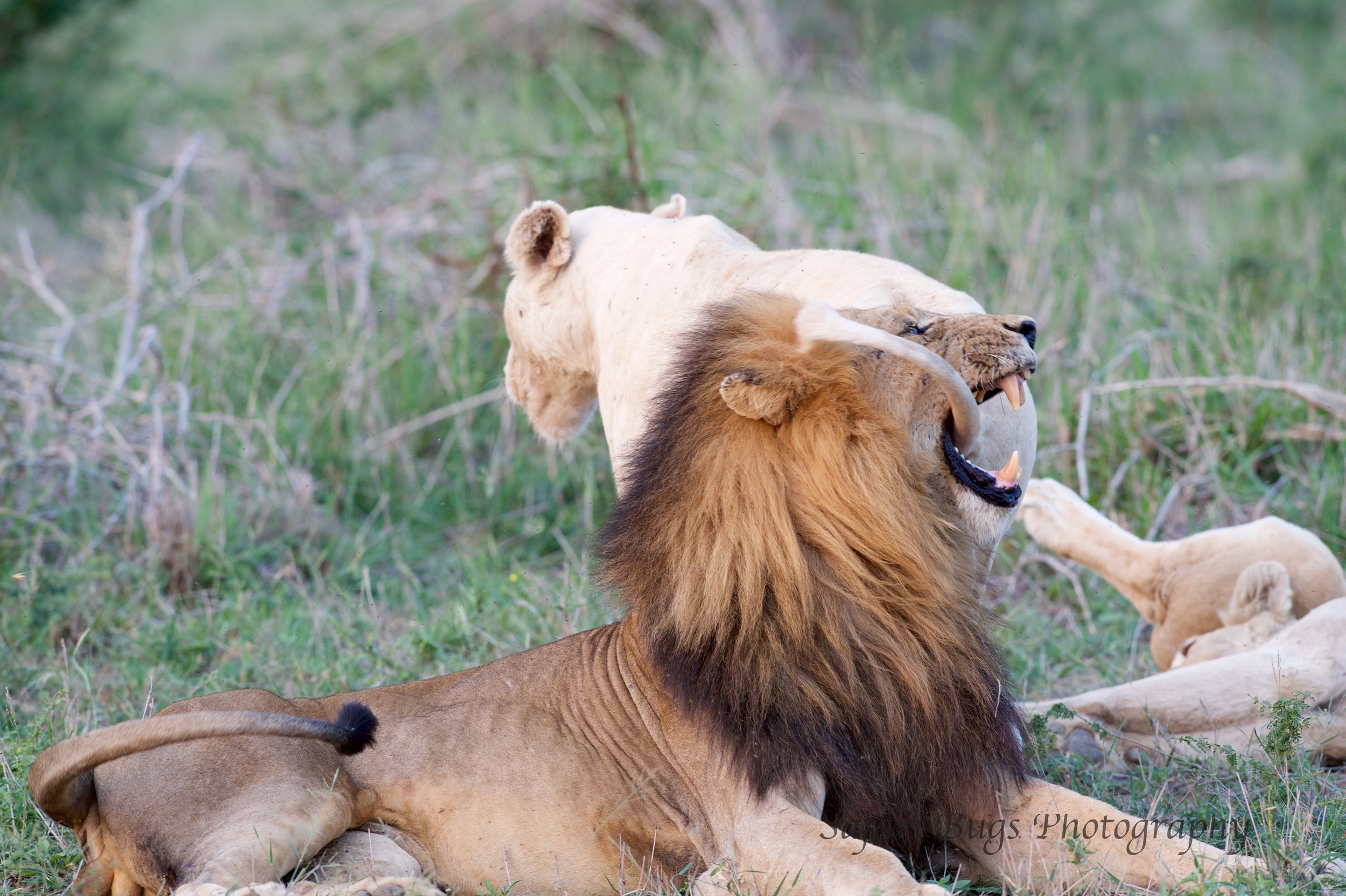 Flirting Lions