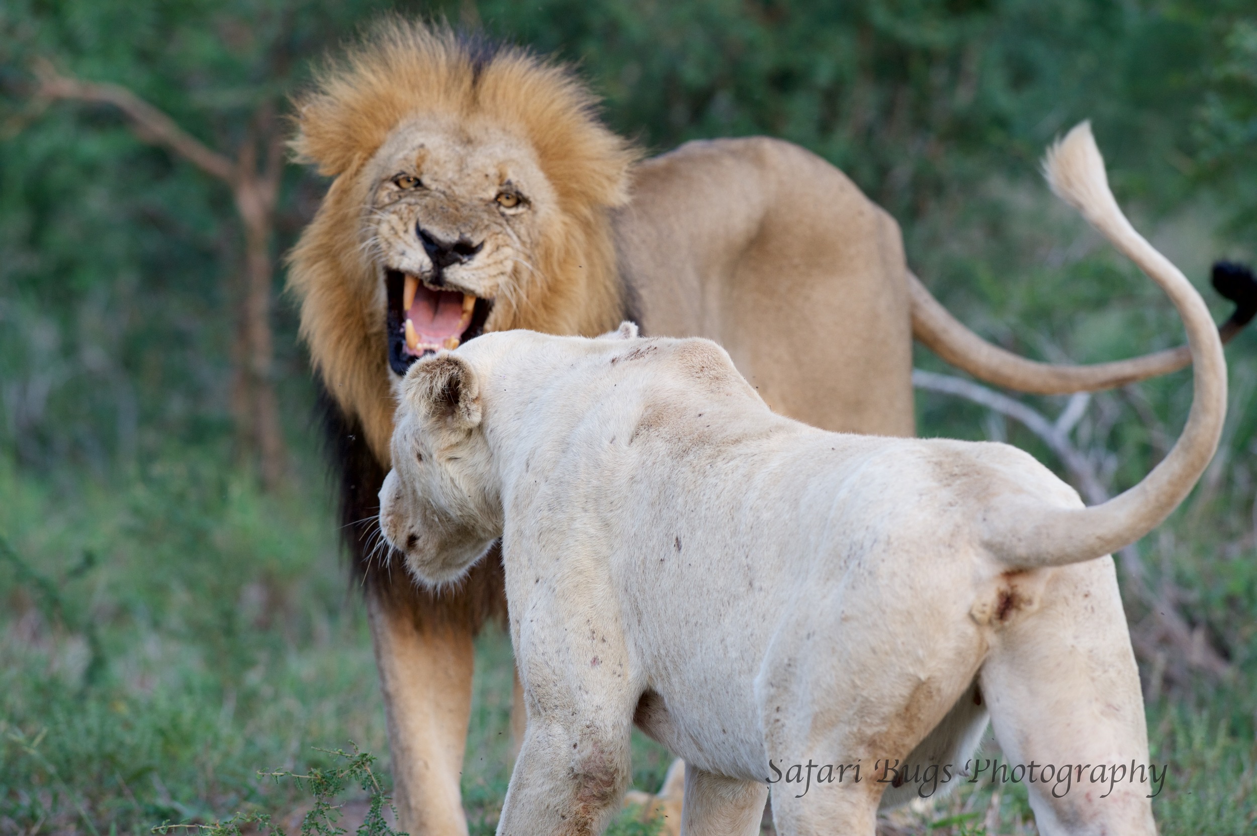 Lion and White Lioness