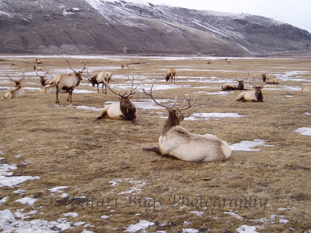 Sleigh Ride, National Elk Refuge