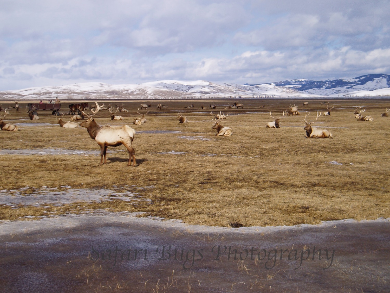 Sleigh Ride, National Elk Refuge