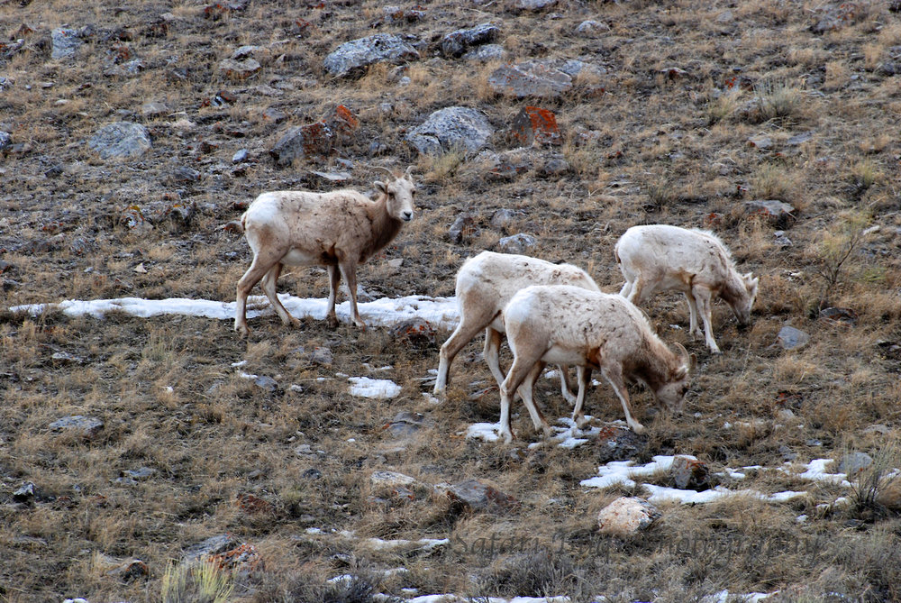 Mountain Goats