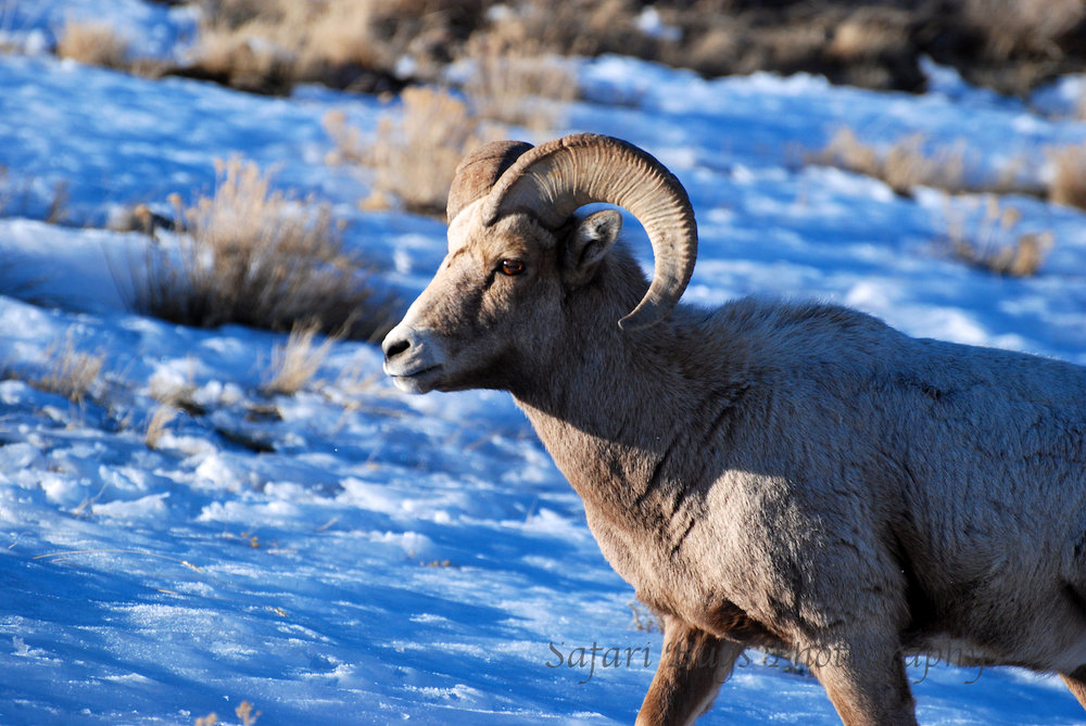 Big Horn Sheep