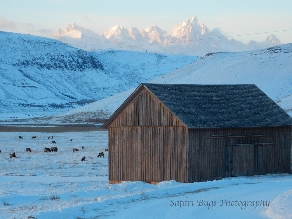 View in the National Elk Refuge