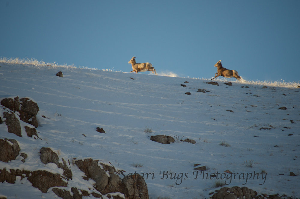 Big Horn Sheep