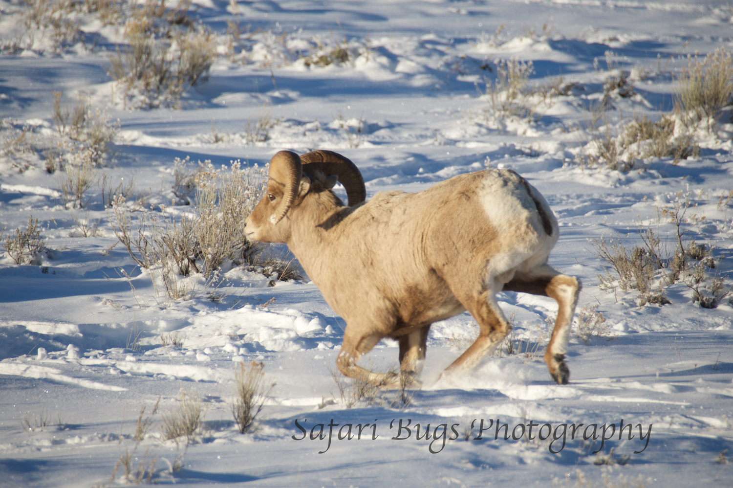 Big Horn Sheep