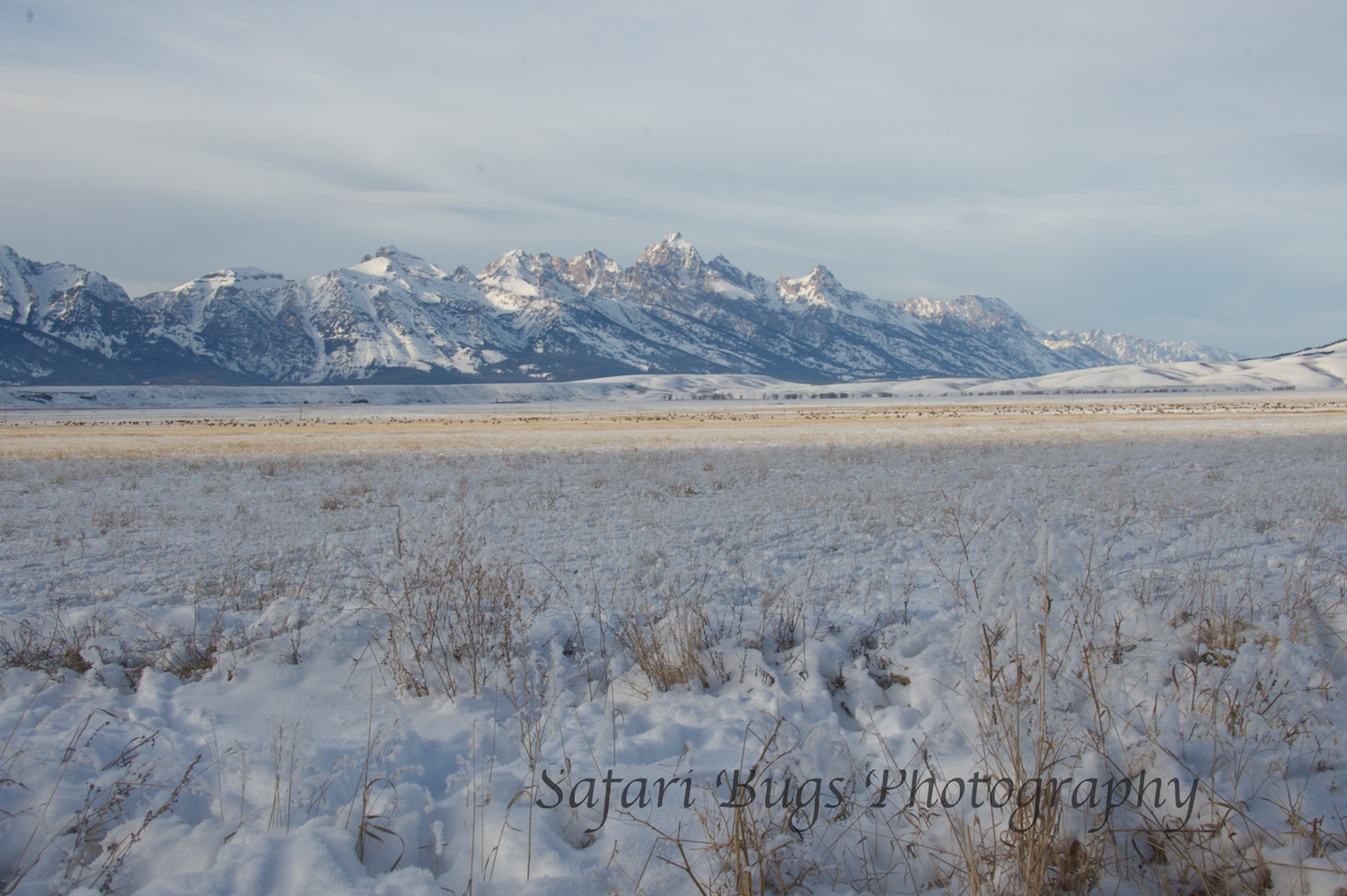 View of the Tetons