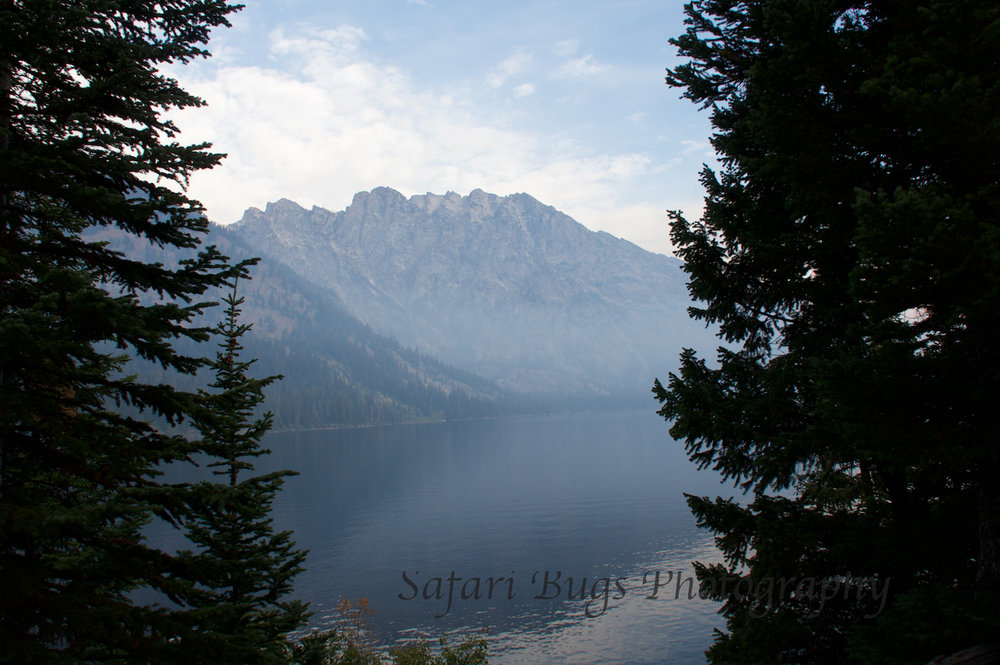 Jenny Lake II Safari Bugs.jpg