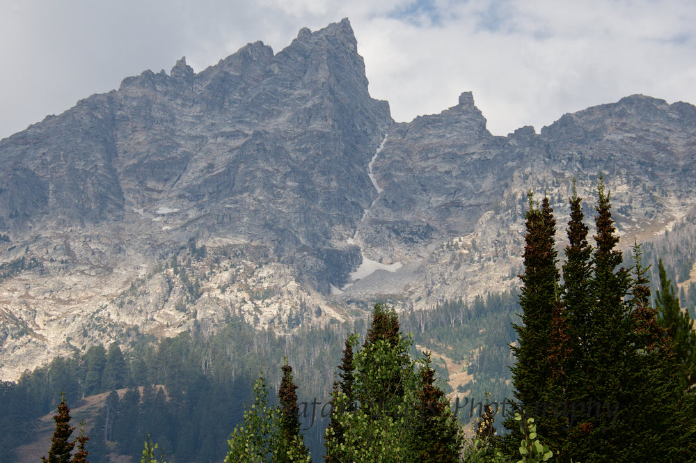 Jenny Lake III Safari Bugs.jpg