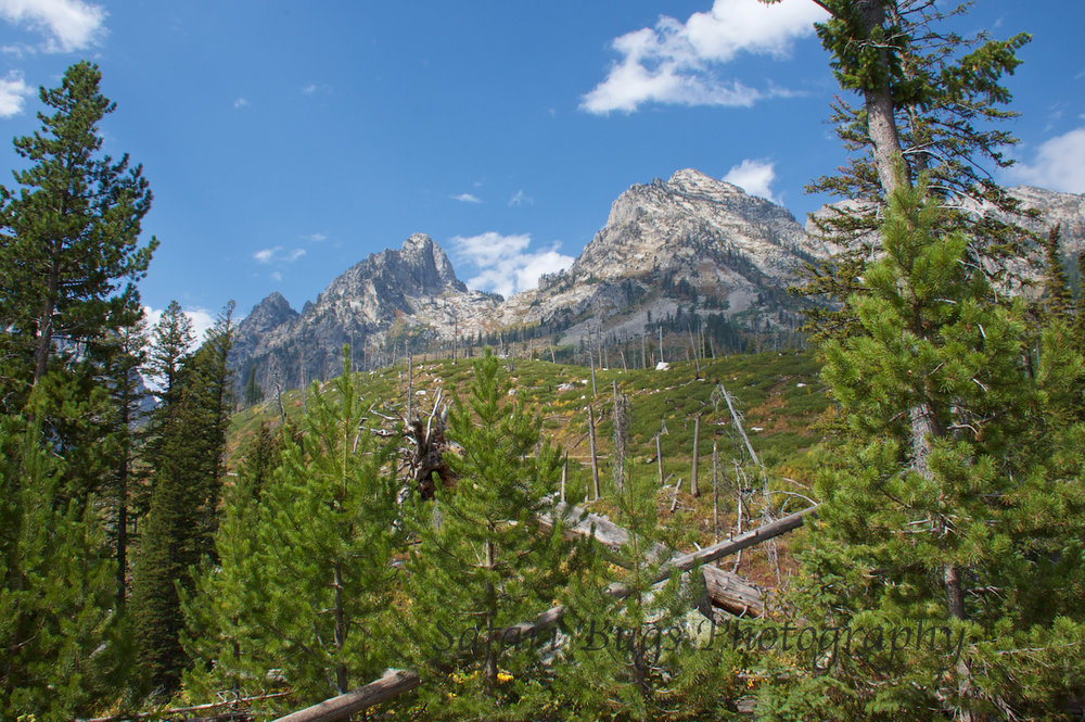 Jenny Lake XI Safari Bugs.jpg