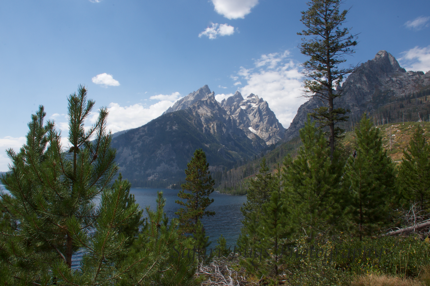 Jenny Lake XII Safari Bugs.jpg