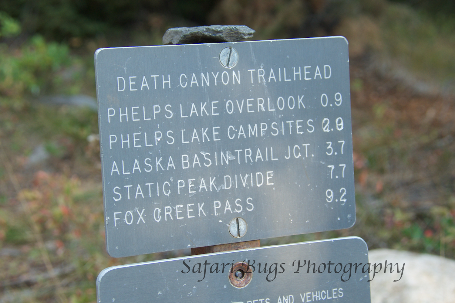 Phelps Lake Safari Bugs.jpg