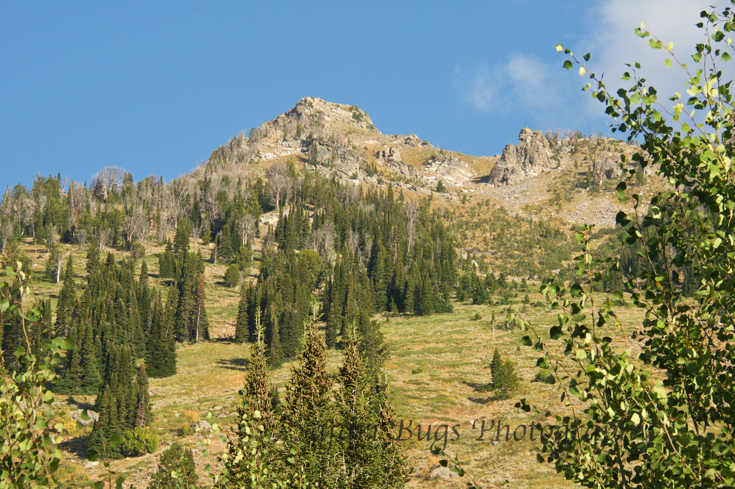 Phelps Lake II Safari Bugs.jpg