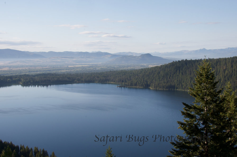 Phelps Lake IV Safari Bugs.jpg