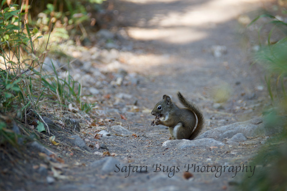 Phelps Lake VIII Safari Bugs.jpg