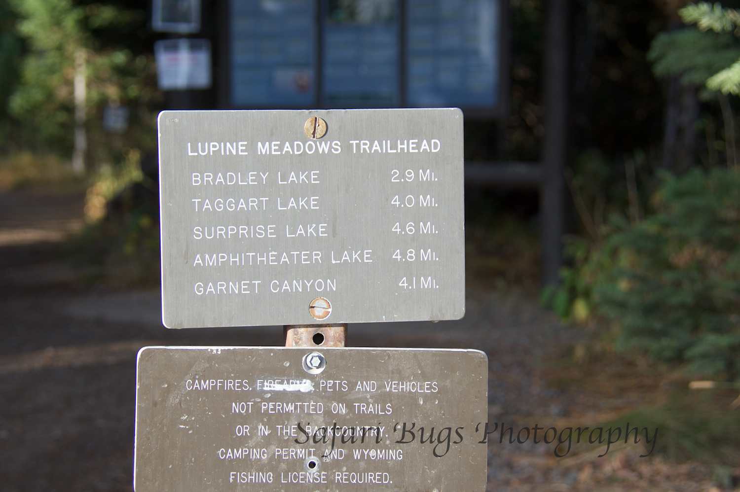 Amphitheater Lake Safari Bugs.jpg
