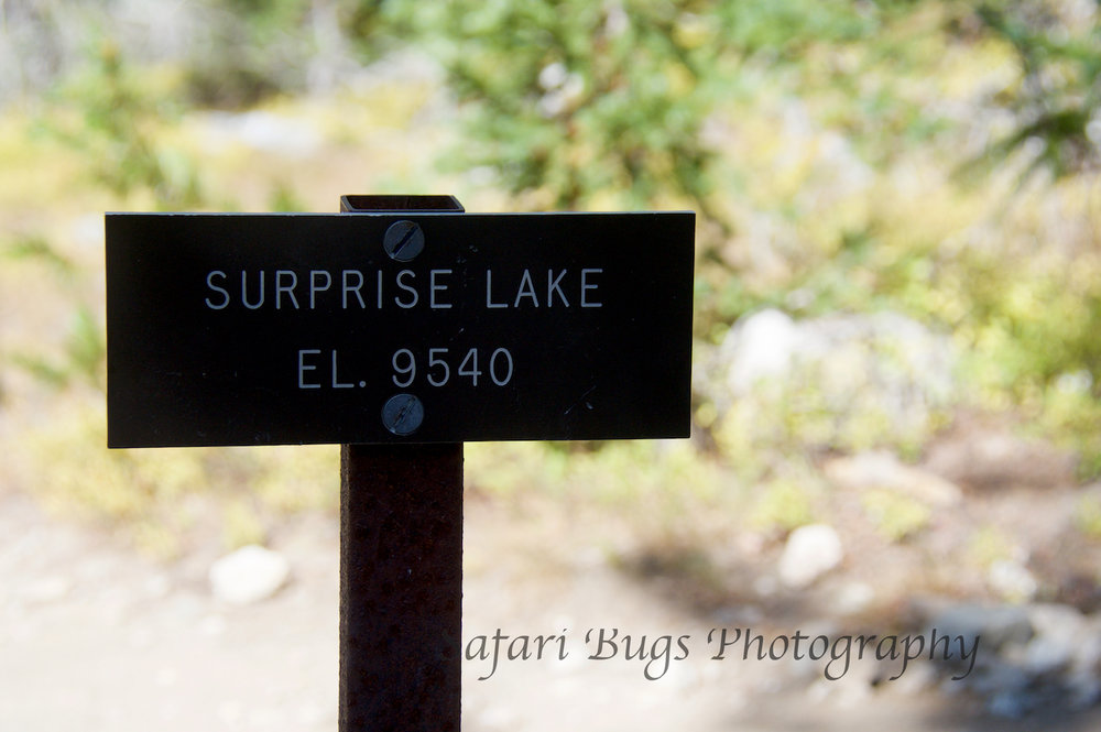 Amphitheater Lake VII Safari Bugs.jpg