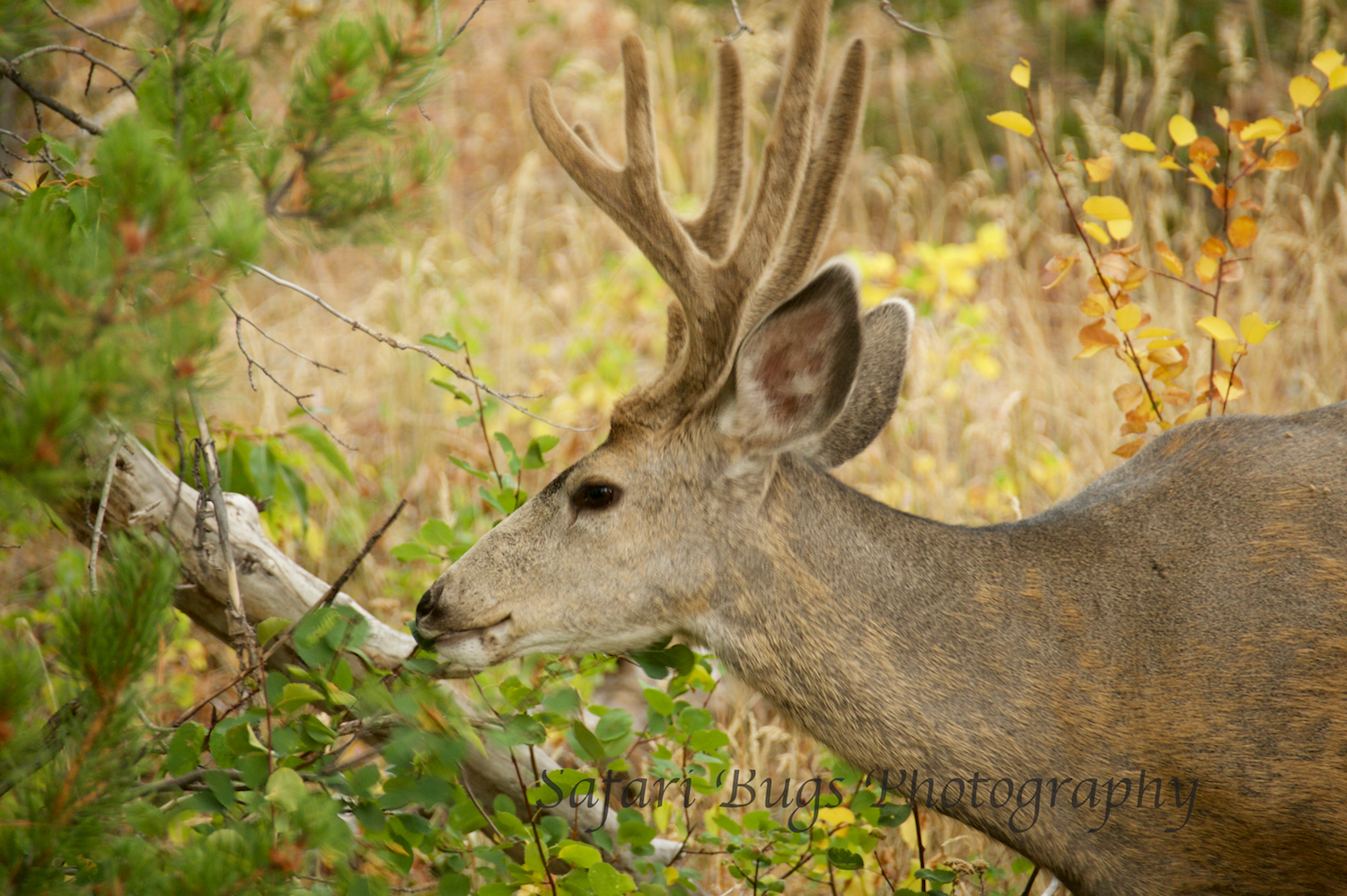 Elk