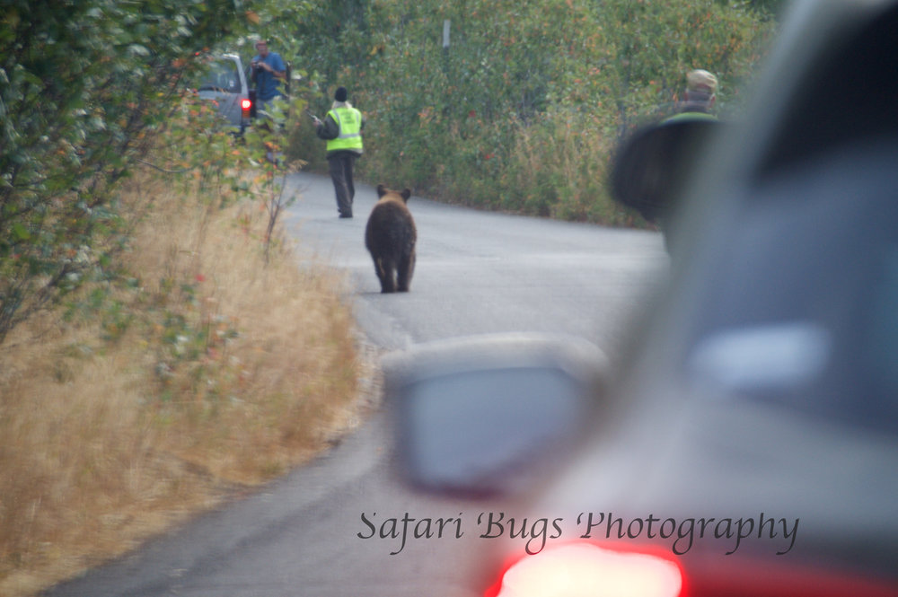 Black Bear Crossing