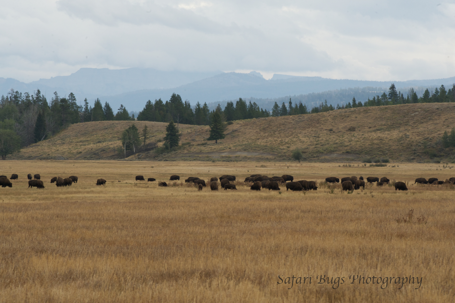 Bison Herd From Afar