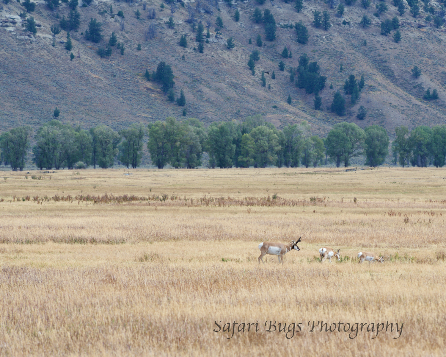 Pronghorns